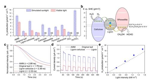 將枯葉轉(zhuǎn)化為活性多功能材料 蒸發(fā)器、光催化劑和生物塑料的創(chuàng)新應用