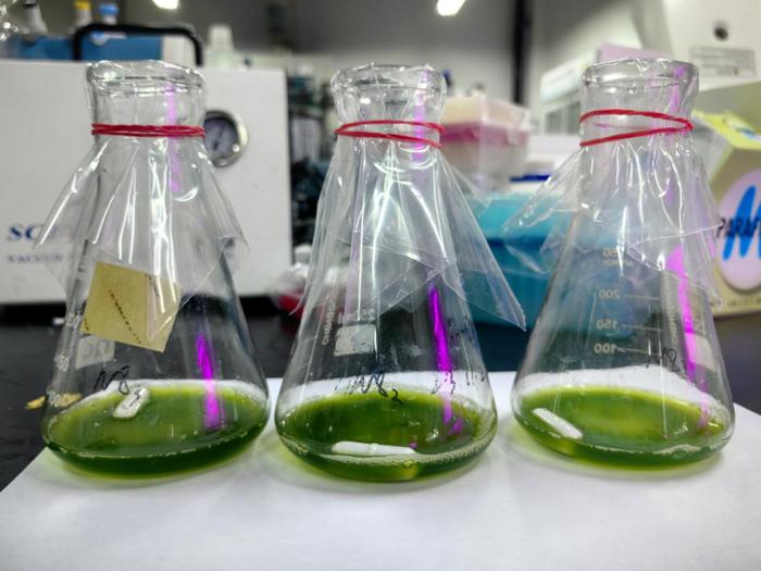 紹興上虞 科技創新驅動，秸稈變身高價值新材料，譜寫綠色經濟新篇章